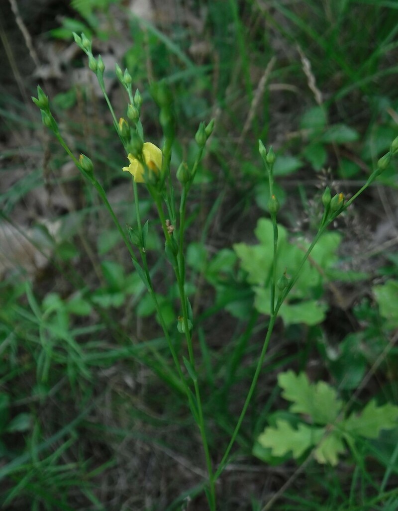 Sandplain Flax