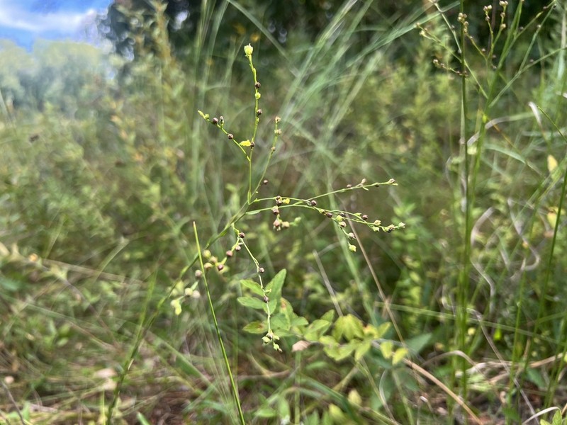 Sandplain Flax photo 2