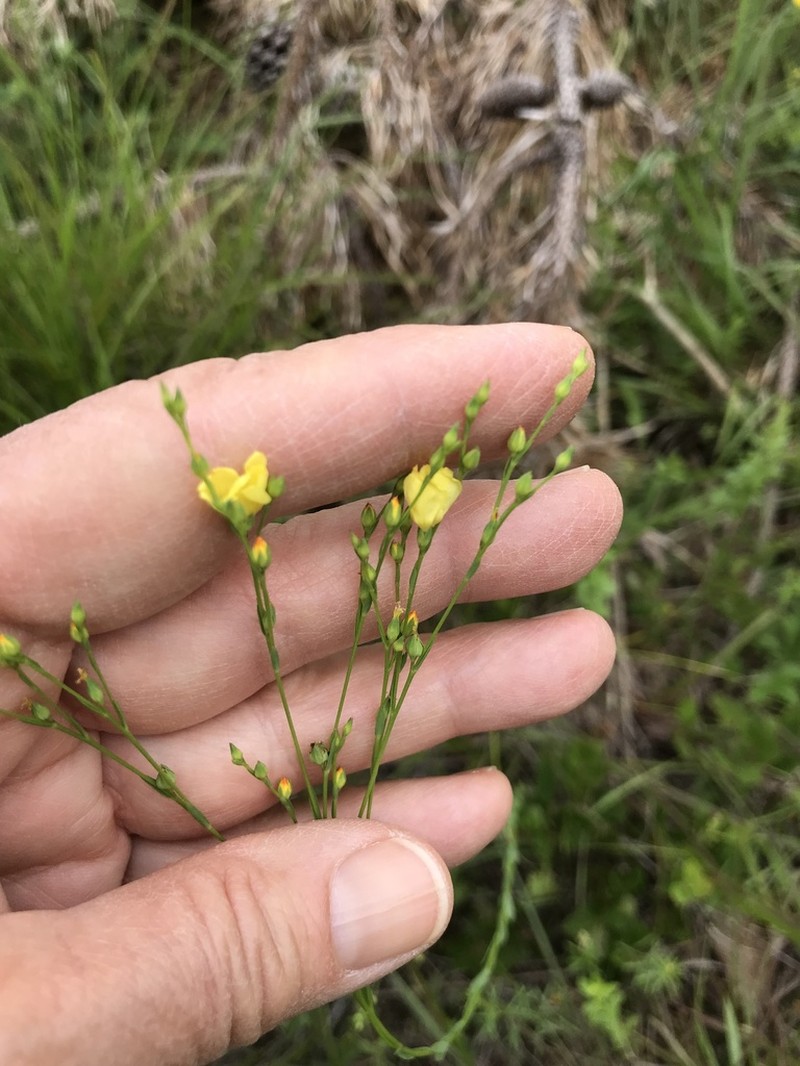 Sandplain Flax photo 3