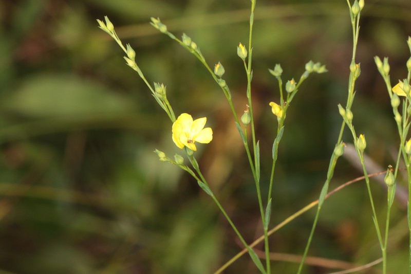 Sandplain Flax photo 4