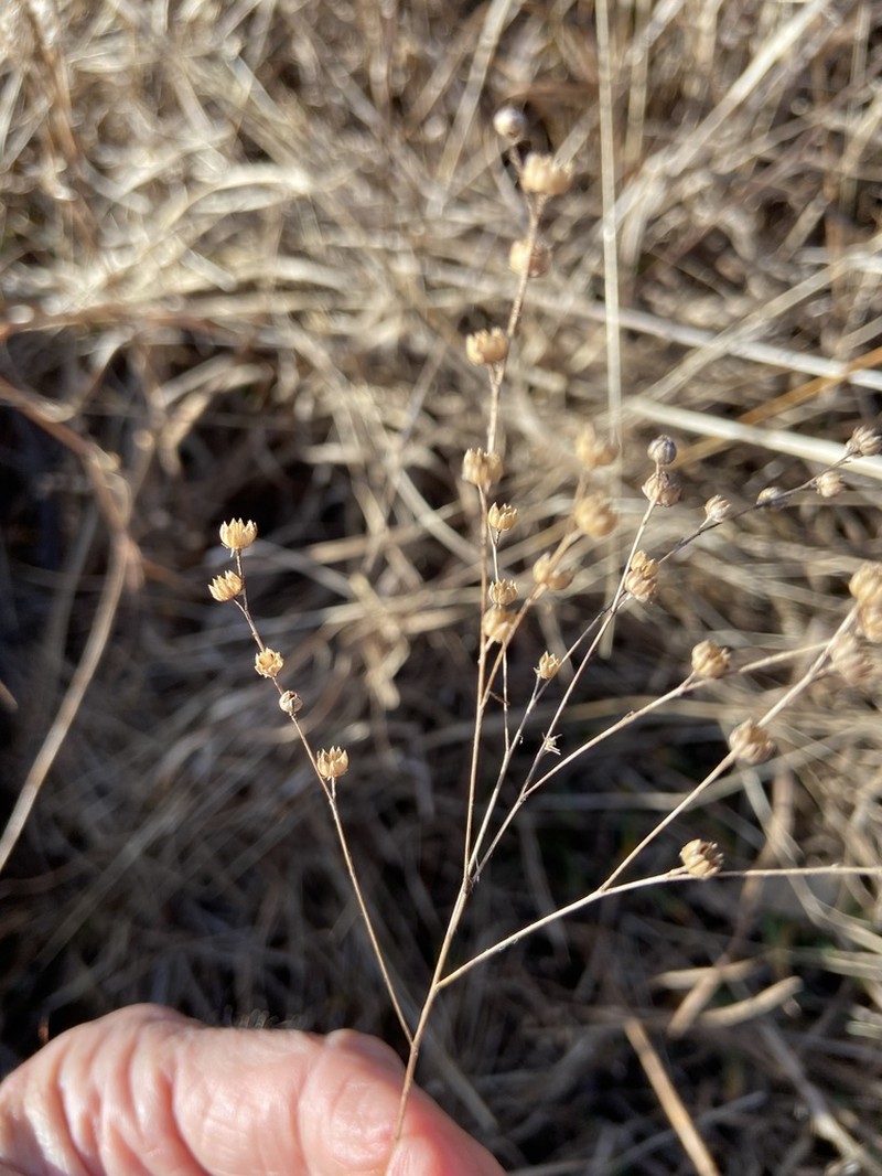 Sandplain Flax photo 5