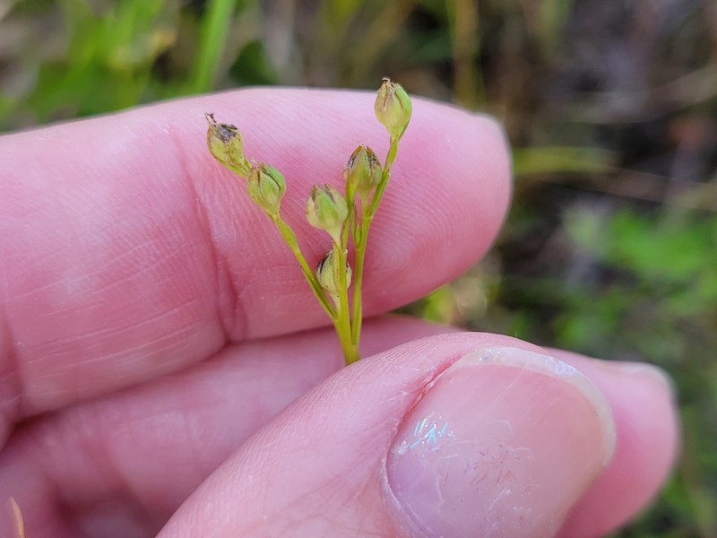 Sandplain Flax photo 6