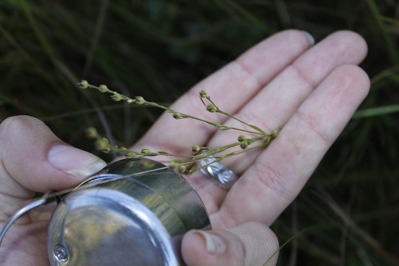 Sandplain Flax photo 7