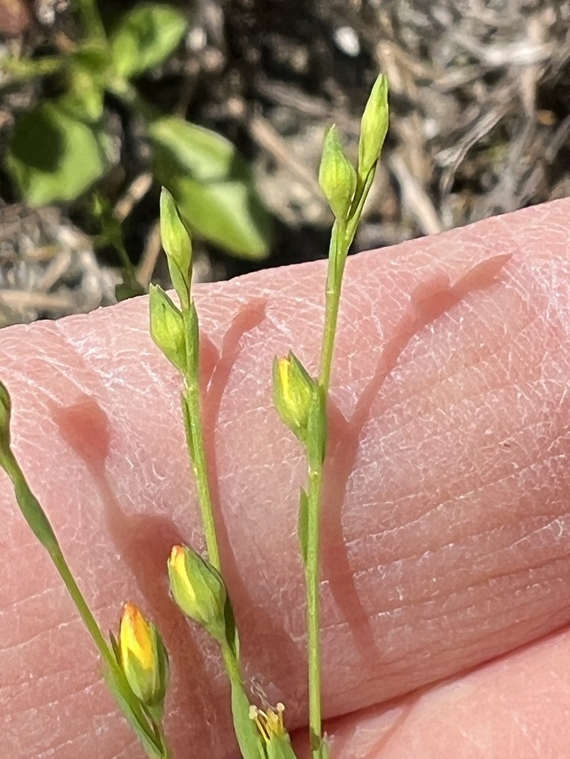 Sandplain Flax photo 8