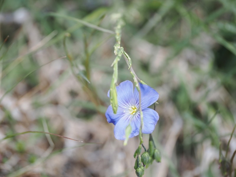 Linum katiae