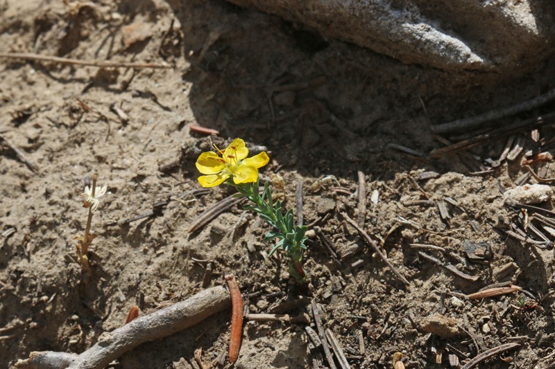 King's Flax photo 5