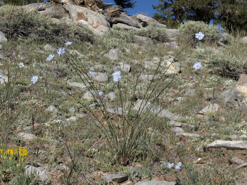 King's Flax photo 6