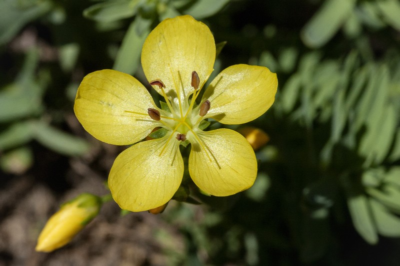 King's Flax photo 7