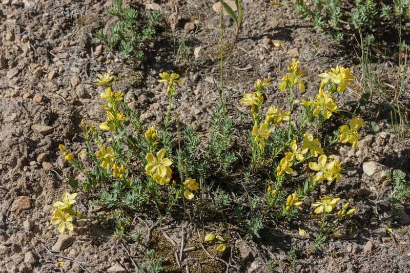 King's Flax photo 2