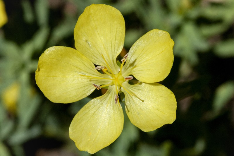 King's Flax photo 3