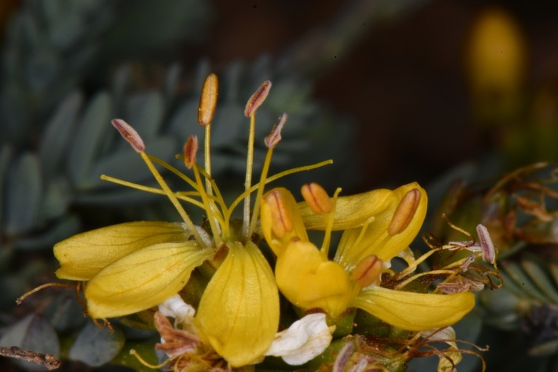 King's Flax