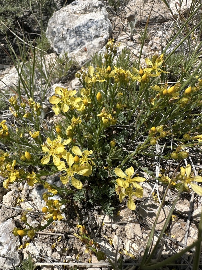 King's Flax photo 3