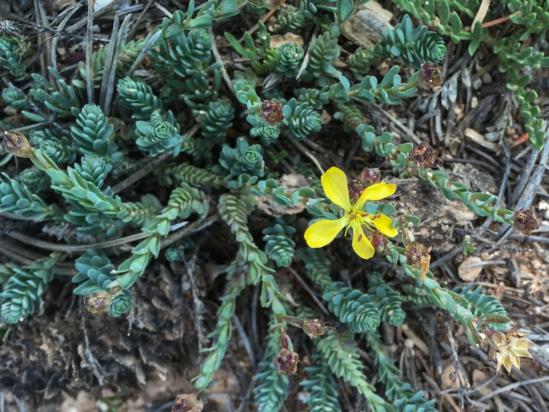 King's Flax photo 5