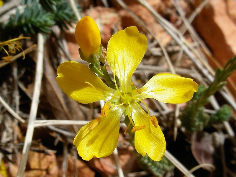King's Flax photo 8