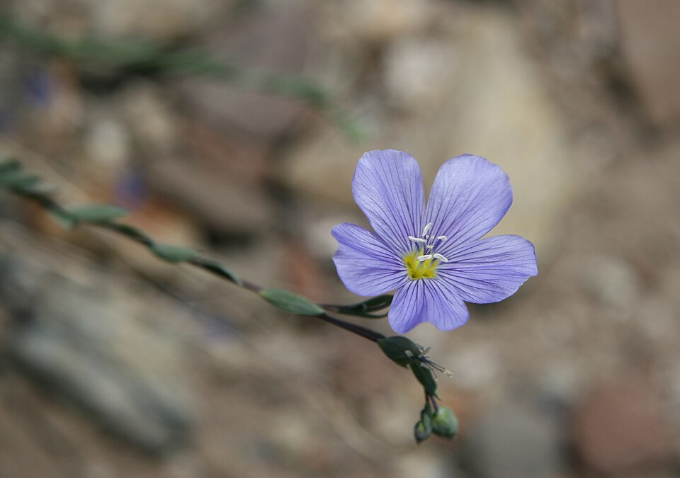Lewis Flax photo 6
