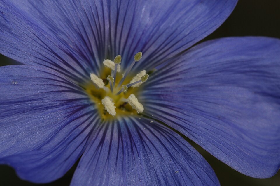 Lewis Flax photo 7