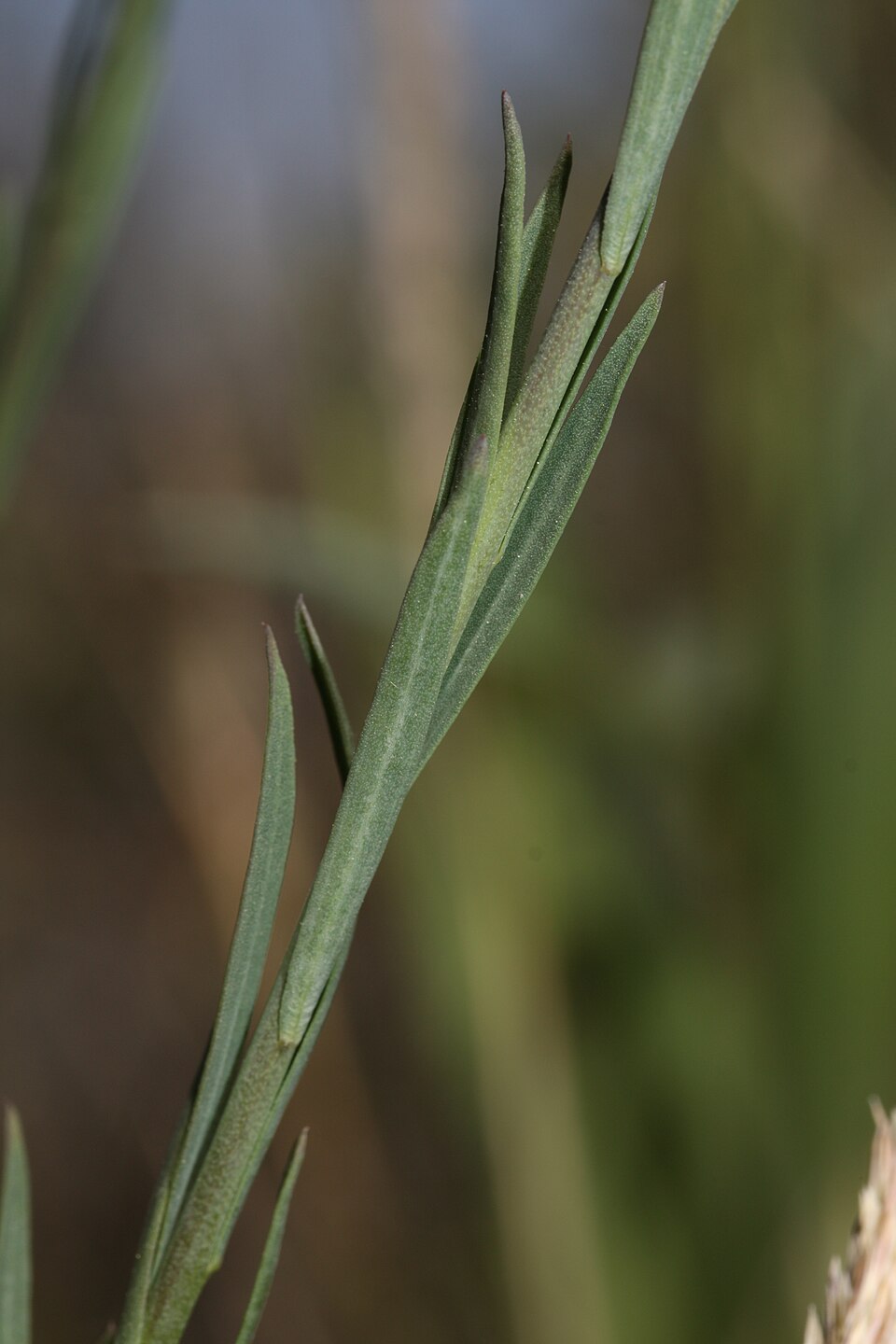 Lewis Flax photo 8