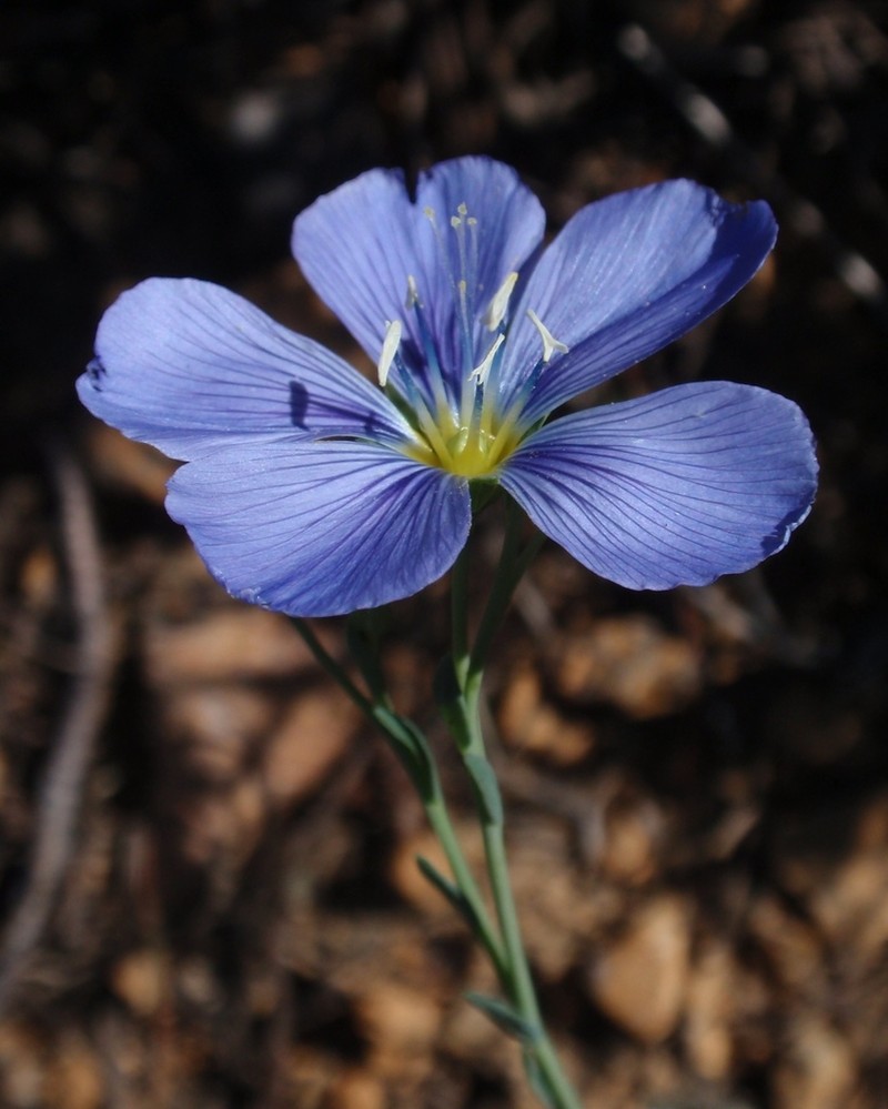 Lewis Flax photo 5