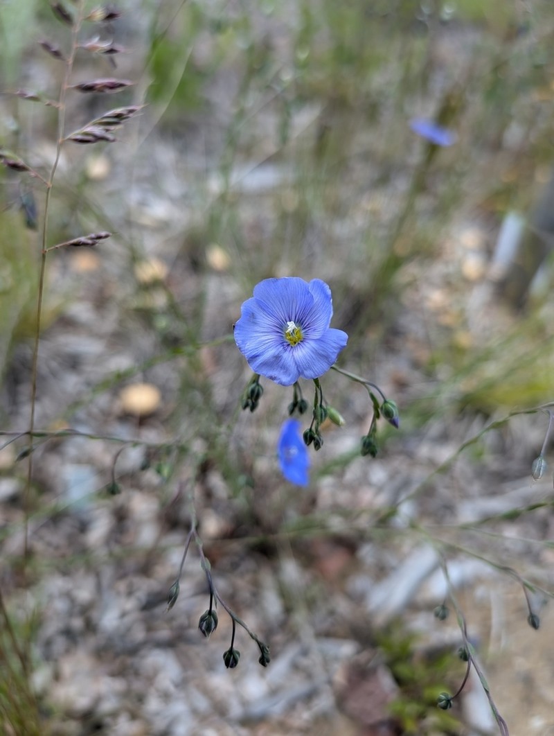 Lewis Flax photo 7