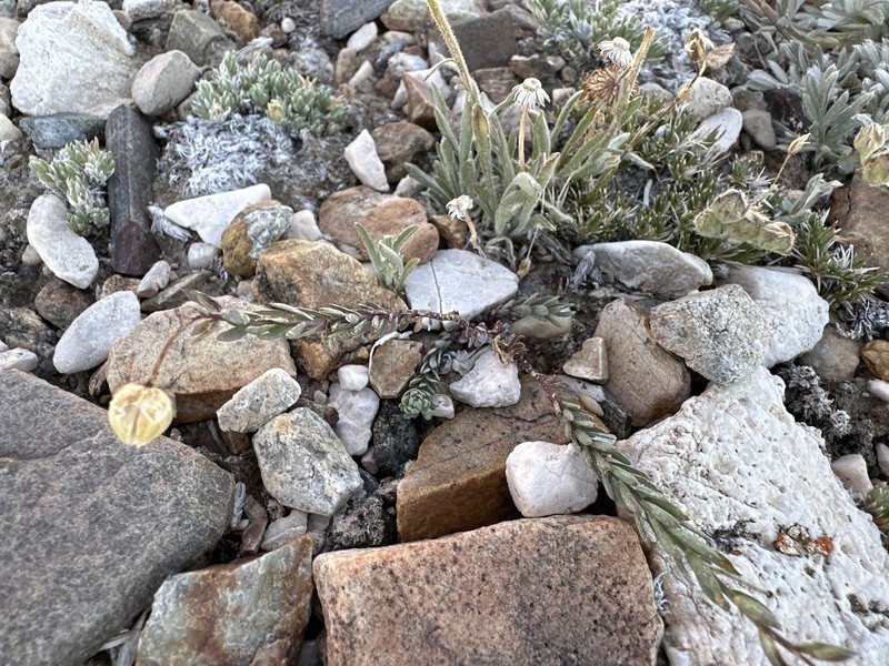 Linum lewisii var. alpicola