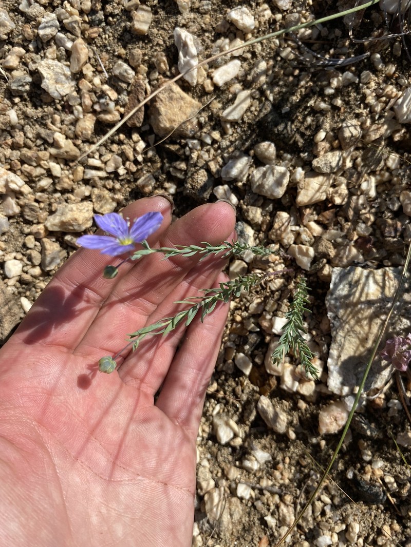 Linum lewisii var. alpicola photo 2