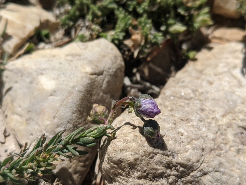Linum lewisii var. alpicola photo 3