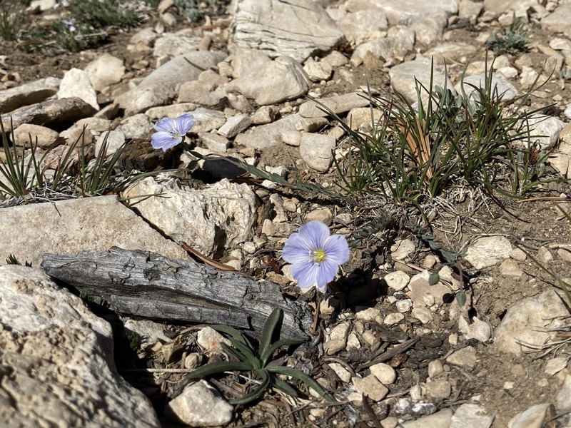 Linum lewisii var. alpicola photo 5