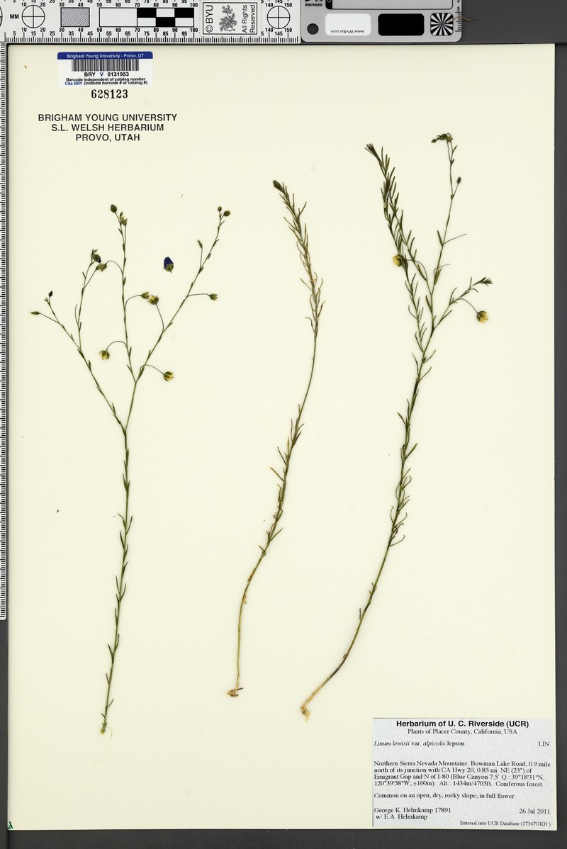 Linum lewisii var. alpicola photo 6
