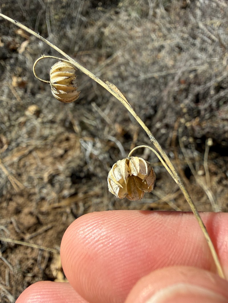 Linum lewisii var. lewisii