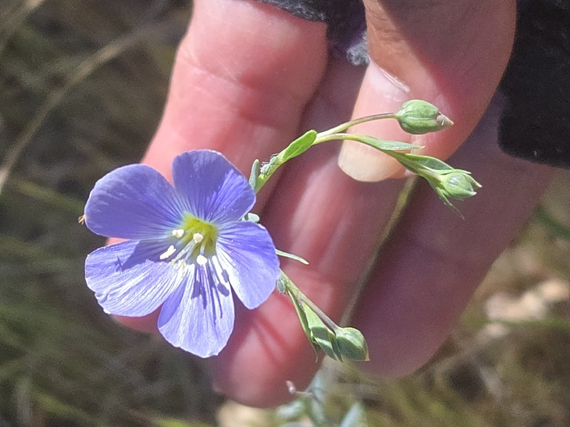 Linum lewisii var. lewisii photo 2