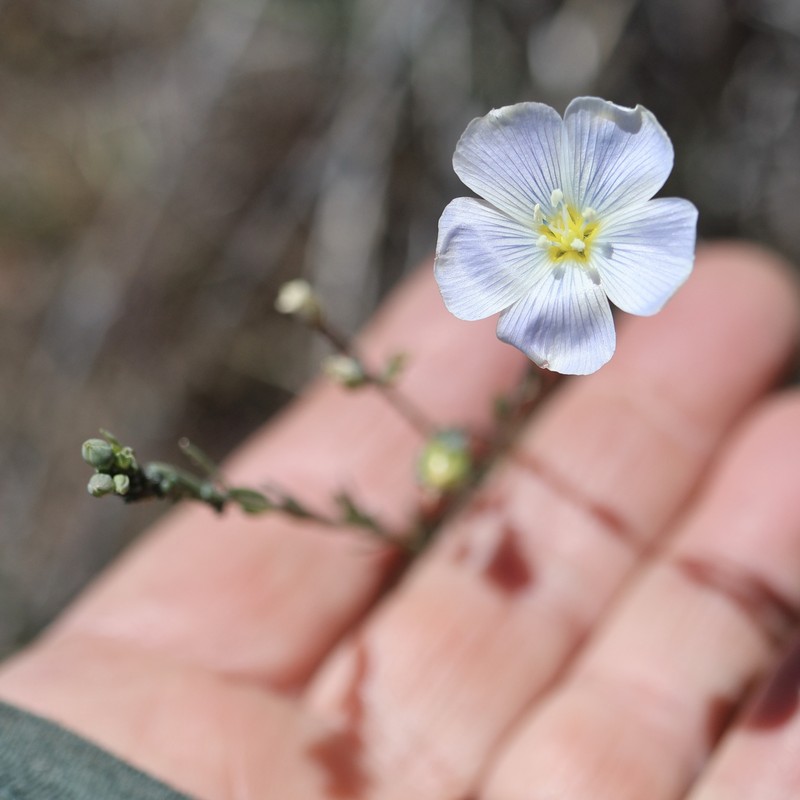 Linum lewisii var. lewisii photo 3