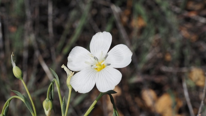 Linum lewisii var. lewisii photo 4