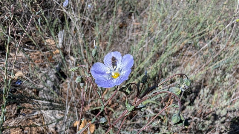 Linum lewisii var. lewisii photo 5