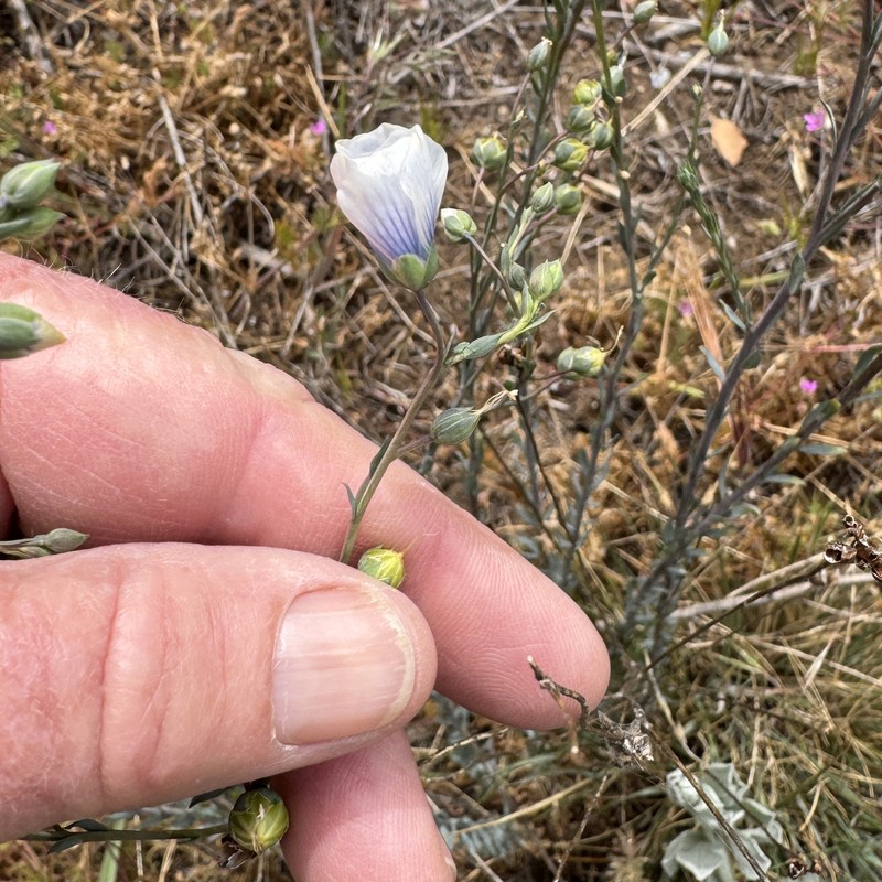 Linum lewisii var. lewisii photo 6