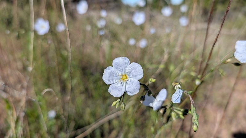 Linum lewisii var. lewisii photo 7