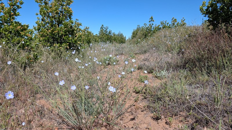 Linum lewisii var. lewisii photo 8