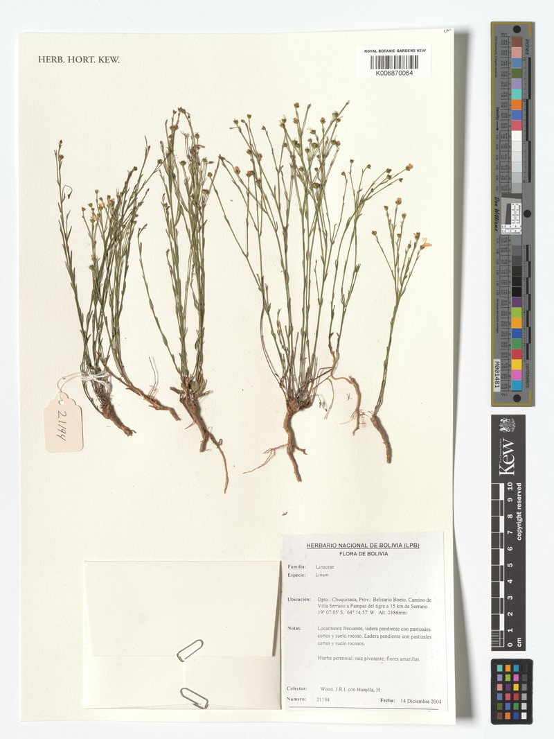 Linum littorale var. littorale