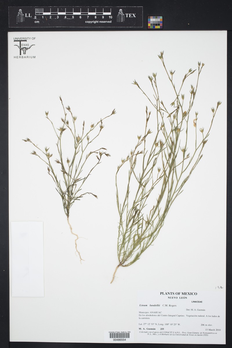 Sullivan City Flax