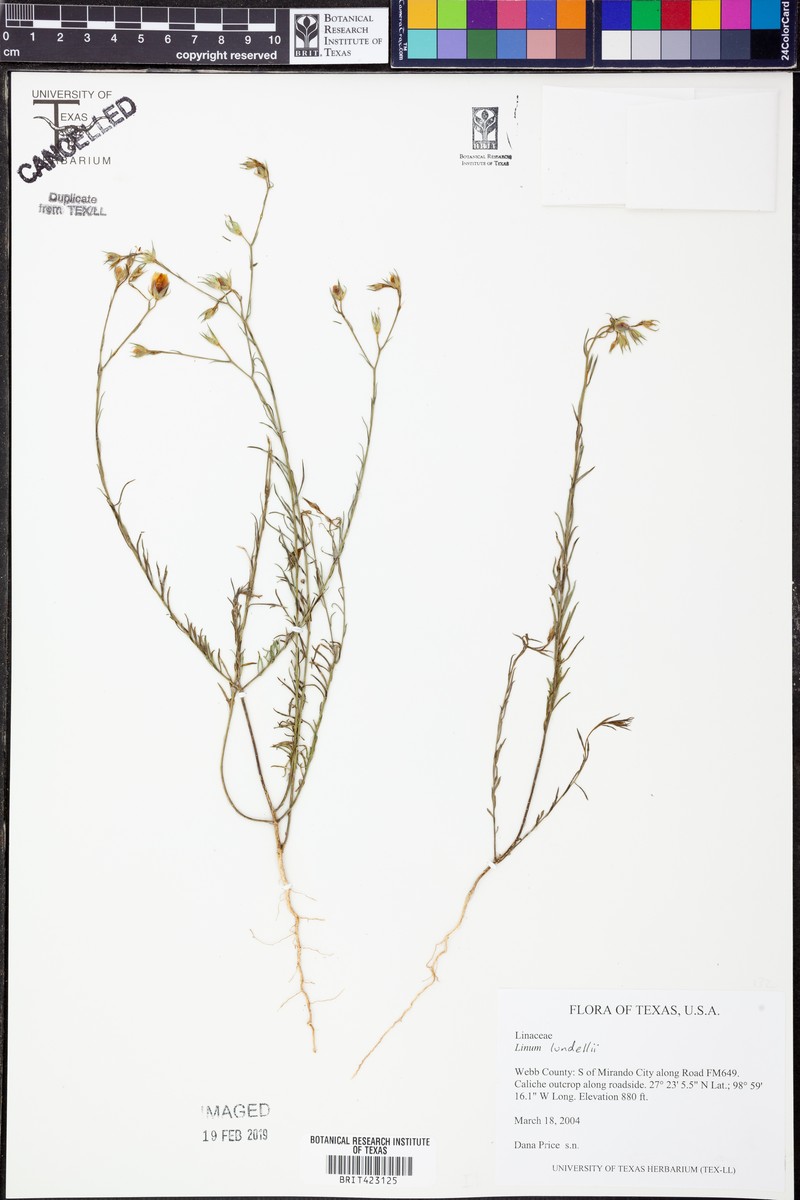 Sullivan City Flax photo 2