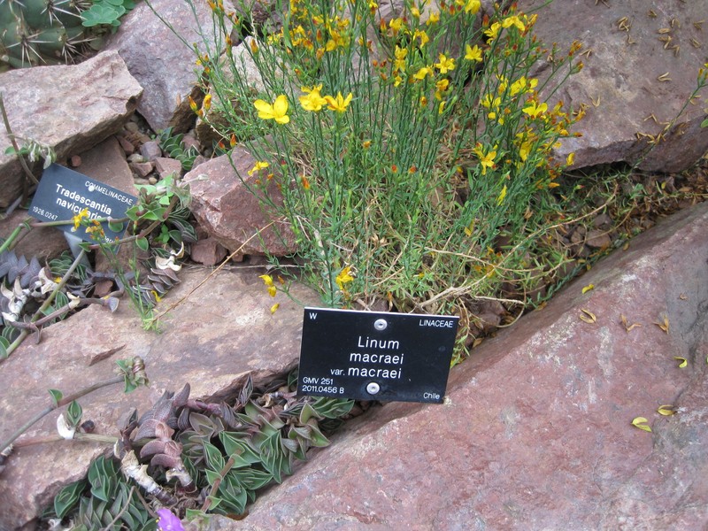 Linum macraei var. macraei