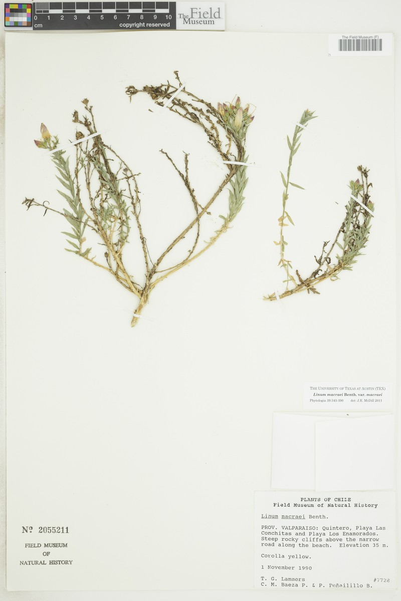 Linum macraei var. macraei photo 2