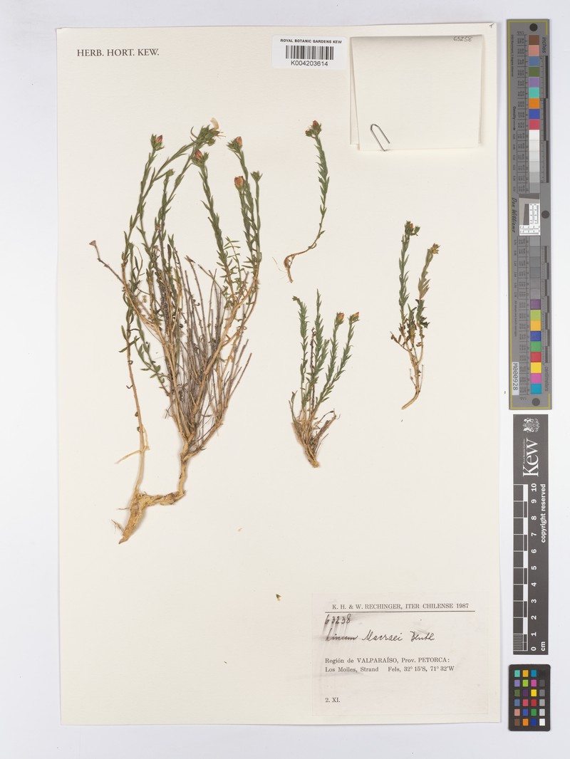 Linum macraei var. macraei photo 3