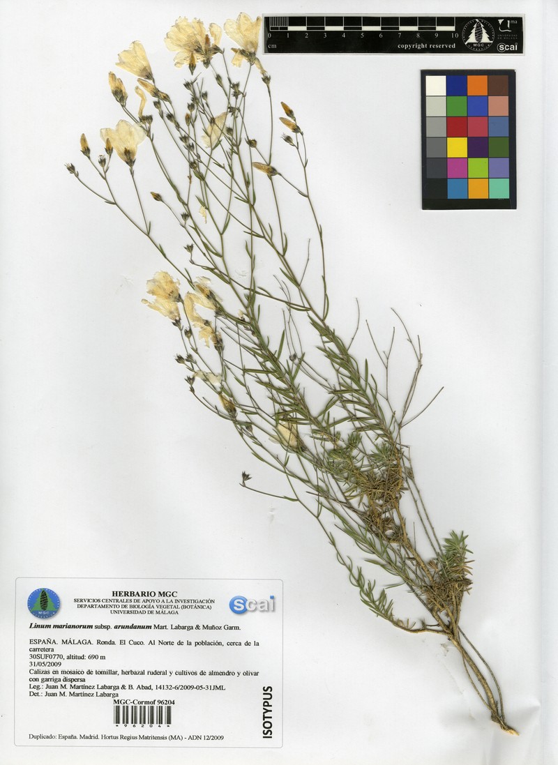 Linum marianorum subsp. arundanum