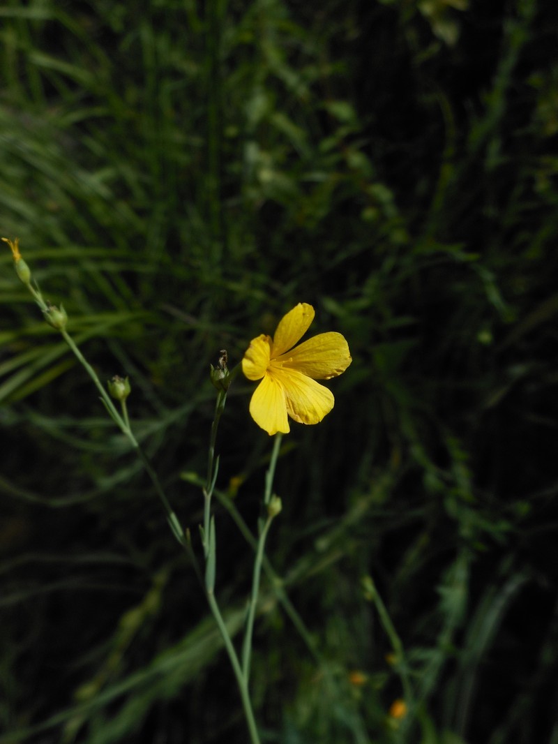 Linum maritimum subsp. maritimum
