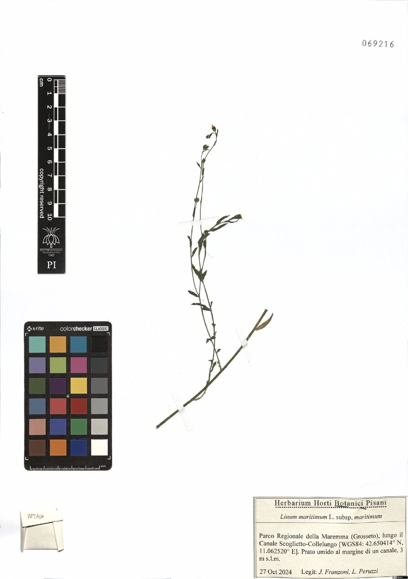 Linum maritimum subsp. maritimum photo 2