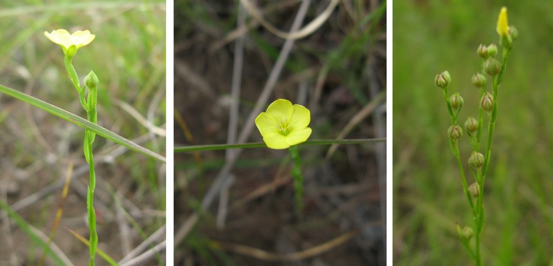 Stiff Yellow Flax