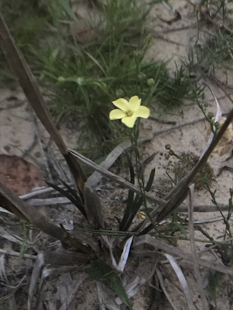 Stiff Yellow Flax photo 3