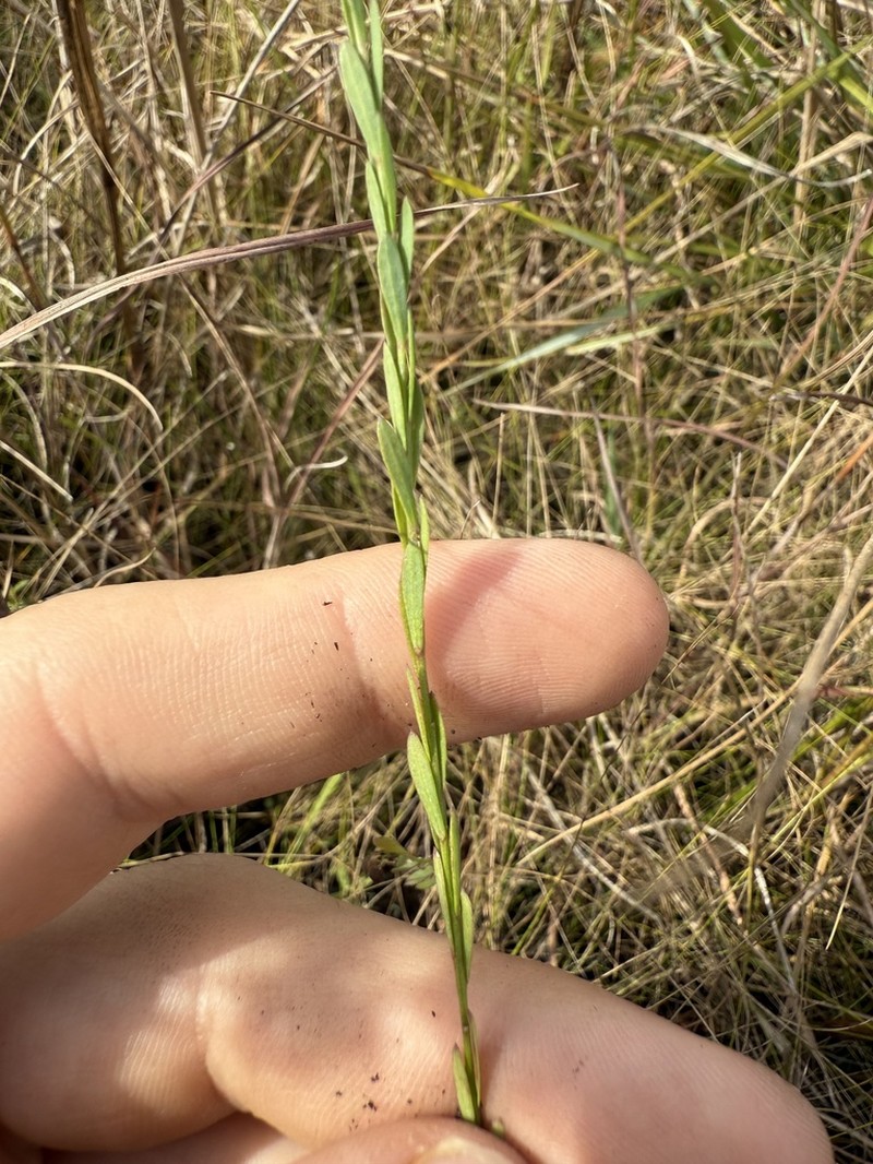 Stiff Yellow Flax photo 4