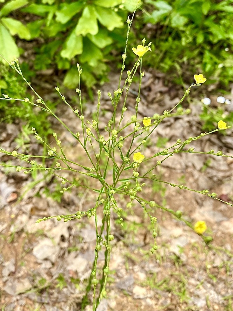 Stiff Yellow Flax photo 5