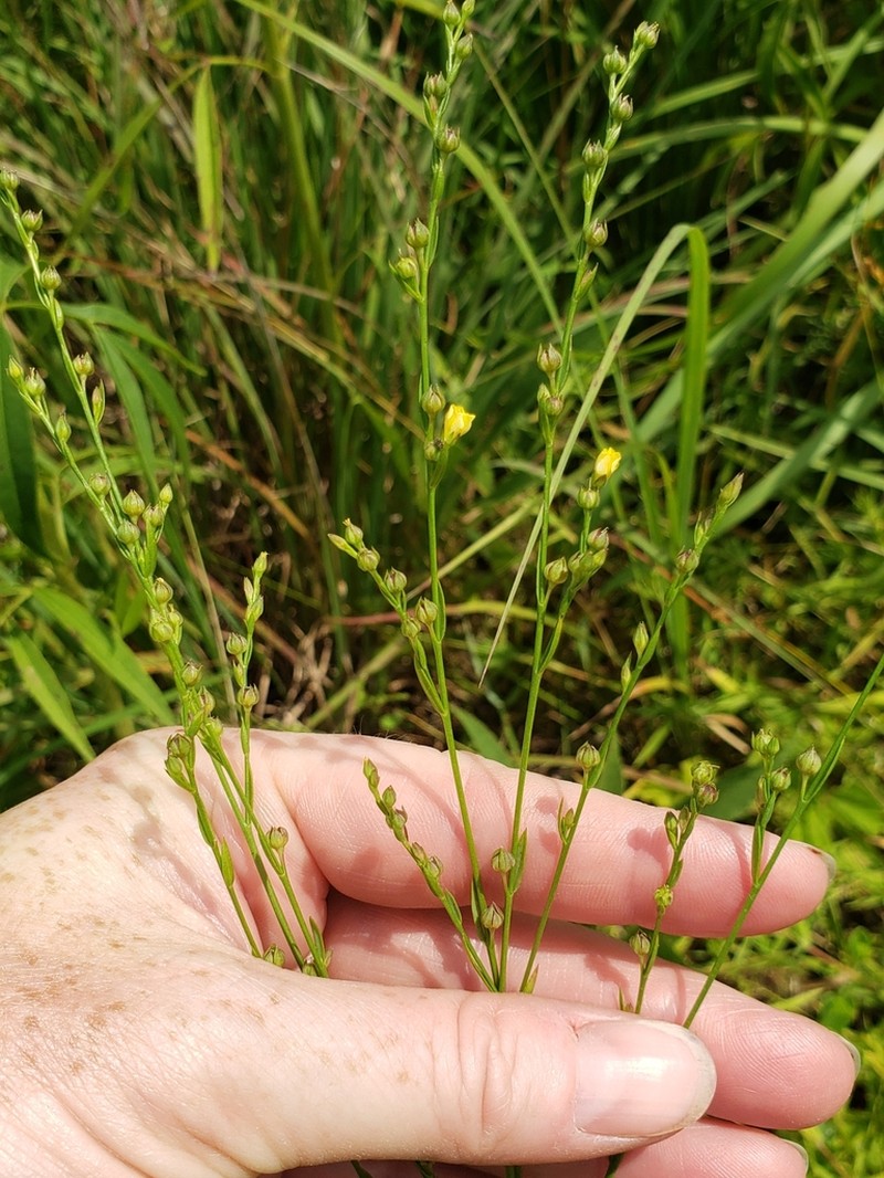 Stiff Yellow Flax photo 6